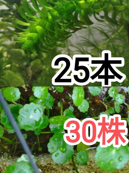 アナカリス無農薬25本・ウォーターコイン無農薬30株