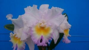 **. орхидея Cattleya ** Rlc.California Girl Orchidlibrary SM/JOGA