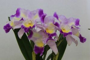 **. орхидея Cattleya ** C.Prism Palette Mischief AM/AOS