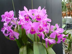**. орхидея Cattleya ** C.Fabingiana Mikage AM/AOS