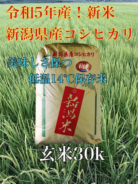 数量限定！R5年　新潟県産コシヒカリ(玄米)30k 低温14°保存米