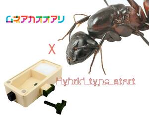 S-Ant・Camponotus obscuripes ・ムネアカオオアリ・新女王アリ・飼育ケースセット 