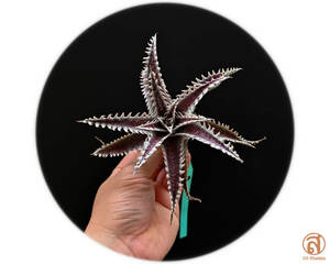 -S-Dyckia -ディッキア-12-(T-Rex x Heaven and Hell) x Southern Star