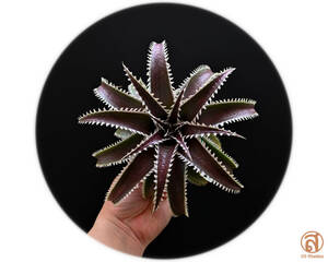 -S-Dyckia -ディッキア-14-(Marnier-lapostollei x Platy) x Marathon