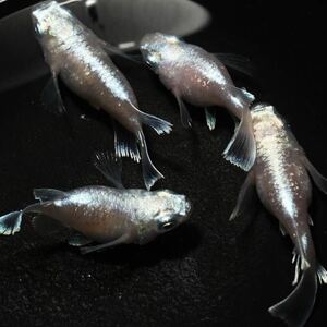 【NIDO】エンゼル　稚魚5匹　筑紫めだか直系個体