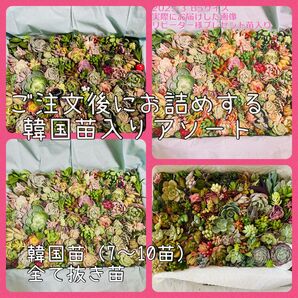 多肉植物 韓国苗抜き苗入りもりもりアソート XL 大容量 エケベリアなど