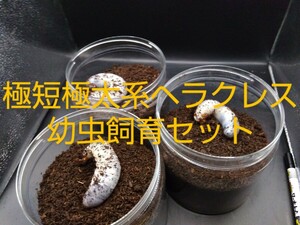 （百鬼丸）DHヘラクレス幼虫（Ｃ68）とアクリル飼育ケースのセット
