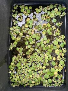 own cultivation dowa-f frog bit dowa-f frog pito20 stock comming off . biotope water plants me Dakar shrimp shrimp tora 2