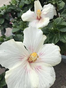 * hibiscus sinterela volume. exist 6 number size white flower hibiscus *