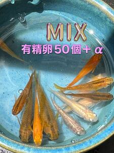 【MIX】有精卵50個＋α