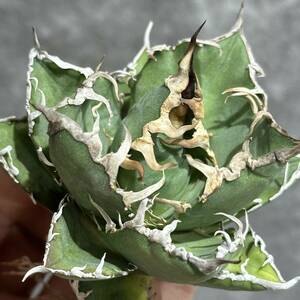 [ дракон ..]①No.434 специальный отбор агава суккулентное растение chitanota..*SUPER CAESAR*si- The - чуть более . первоклассный прекрасный АО очень редкий!