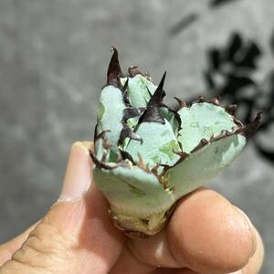 [ dragon ..]①No.443 special selection agave succulent plant chitanotaBB black and blue . black . super a little over .. leaf type finest quality stock short leaf 