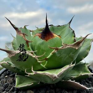 [ dragon ..]①No.452 special selection agave succulent plant chitanota.. a little over . finest quality stock ultra rare!