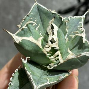 [ dragon ..]①No.482 special selection agave succulent plant chitanotaSAD south Africa diamond a little over . finest quality stock ultra rare!