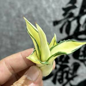 【龍園觀】①No.138 特選 アガベ 多肉植物 テキーラ 波の葉オウムのくちばし‘Agave desmetiana’ 激レア！ 黄中斑 極上株 輸入株