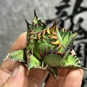 [ dragon ..]①No.125 special selection agave succulent plant chitanota red cat we zrugoli cat ' Red catweezle ' a little over . finest quality stock 