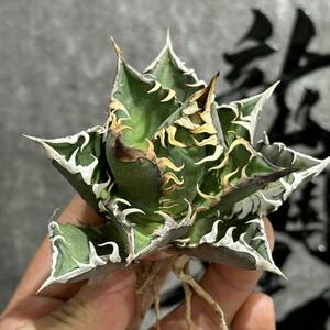 [ dragon ..]①No.168 special selection agave succulent plant chitanota red cat we zrugoli cat ' Red catweezle ' a little over . finest quality stock 