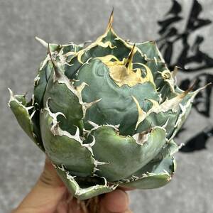 [ dragon ..]①No.14 special selection agave succulent plant chitanota white . a little over . finest quality stock 