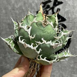 [ dragon ..]①No.184 special selection agave succulent plant chitanota..*SUPER CAESAR*si- The - a little over . finest quality beautiful stock ultra rare! large stock parent stock 