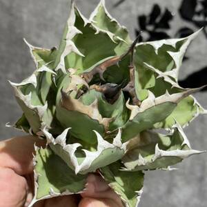 [ dragon ..]①No.1105 special selection agave succulent plant chitanota.. dragon a little over . short leaf thickness leaf finest quality beautiful stock 