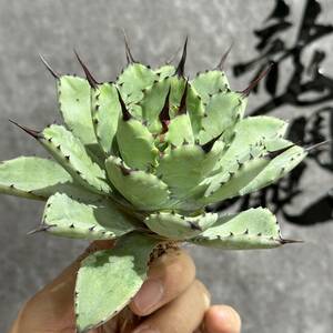 [ dragon ..]①No.2140 special selection agave succulent plant ... god super a little over . finest quality stock 