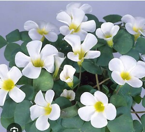  oxalis шероховатость abi белка белый цветок белый луковица 5 лампочка размер смешивание 