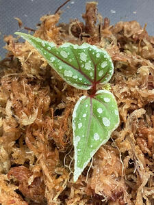 Begonia sp. sarikei 原種 ベゴニア サリケイ ①