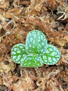 Argostemma sp. &#34;Diamond Leaf&#34; アルゴステマ ②