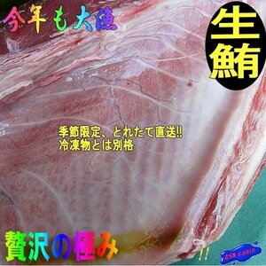 とれたて、生まぐろ「腹身1枚5kg位」（不定貫）大トロたっぷり/目利きの選んだ!! 山陰境港産（予約販売）