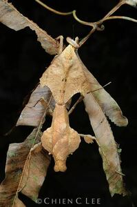 【メス確定】Deroplatys trigonodera 4、5齢1匹 カマキリ