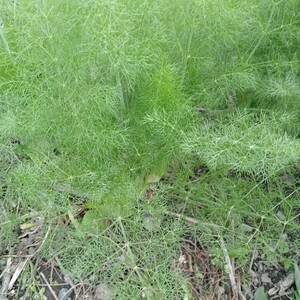  fennel small ....300g less pesticide 