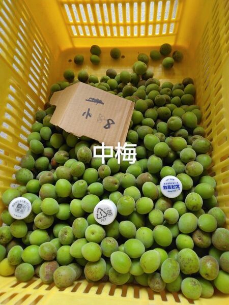 青梅中梅3kg、広島県産産地直送家庭用農薬不使用サイズ中