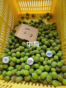 青梅中梅2kg、広島県産産地直送家庭用農薬不使用サイズ中