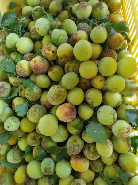 あ大梅3kg、広島県産産地直送家庭用農薬不使用サイズ混合