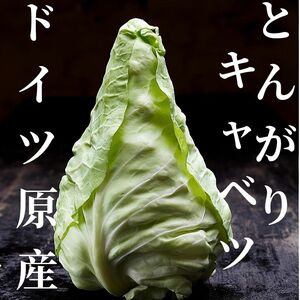 野菜の種 とんがりキャベツ（シュピッツコール）20粒 珍しい