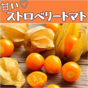 甘い食用ほおずきの種 ストロベリートマト 50粒