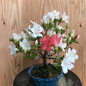  Rhododendron indicum маленький Taro бонсай 