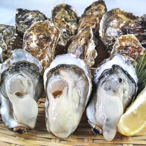【身入り、味が一番良い本当の旬到来中】生食用 殻付き 牡蠣 ２ｋｇ（14~35粒