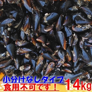 free shipping! fishing bait .* purple excepting * freezing shipping 14kg* excepting kalas. mussel fishing feed Kuroda i black sea bream striped beakfish kobda squid wa is gi*