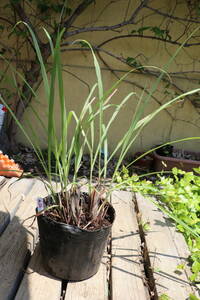  lemon grass seedling D including carriage 