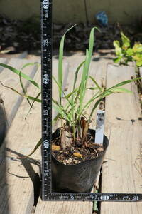  lemon grass seedling 503-6 including carriage 