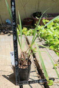  lemon grass seedling 503-7 including carriage 