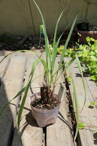  lemon grass seedling 503-5 including carriage 