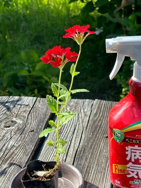 宿根草 バーベナ 真っ赤で可愛い こんもりと咲きます。 剪定を繰り返してくださいね。