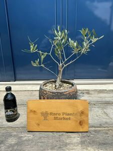 j41 domestic production olive bonsai antique pot olive. tree Fukuoka sale 