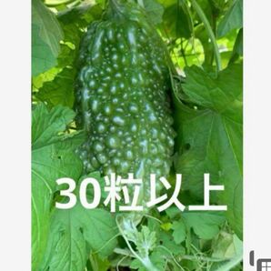 苦瓜　ゴーヤ　種子　種　30粒＋α