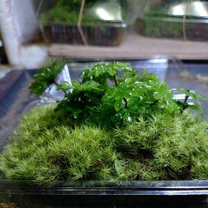  with translation kasagoke approximately 10ps.@.. damage equipped natural moss koke13cm×9cm ( Yamagata pack ) terrarium bonsai other ( exhibition No.129