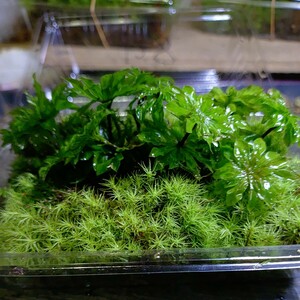  with translation kasagoke approximately 10ps.@.. damage equipped natural moss koke13cm×9cm ( Yamagata pack ) terrarium bonsai other ( exhibition No.128