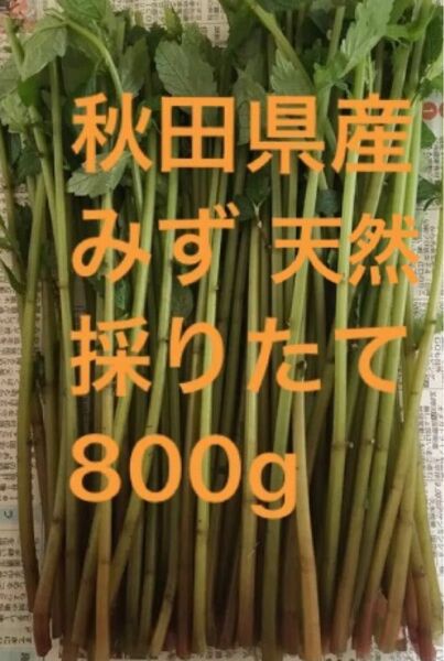 秋田県産　山菜　天然　みず　ミズ　採りたて　800g