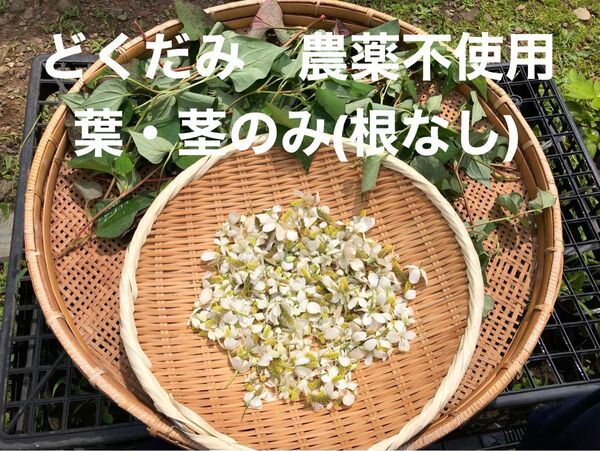 どくだみ 葉・茎のみ(根なし、花なし)農薬不使用 ネコポスいっぱい どくだみチンキ(虫除け、入浴剤など) どくだみ茶